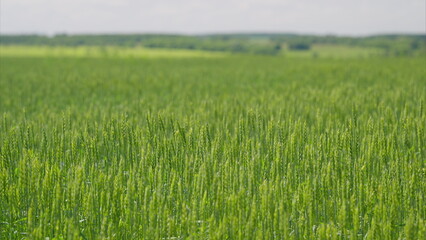 A Vibrant and Lush Green Wheat Field Spreading Out Under a Clear and Bright Blue Sky for Miles