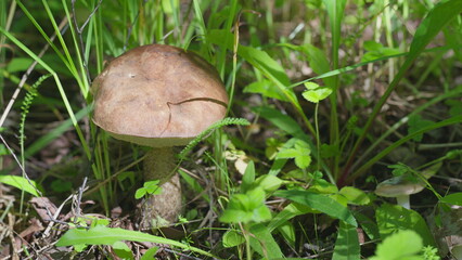 Mushroom Growth in Abundant Lush Greenery, Enriching the Environment with Vibrant Life