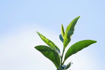 Close-up of colorful tea leaves before harvest