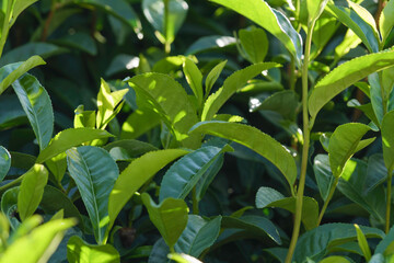 Close-up of colorful tea leaves before harvest