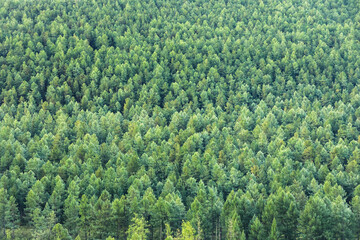 Naklejka premium Green coniferous forest in summer.