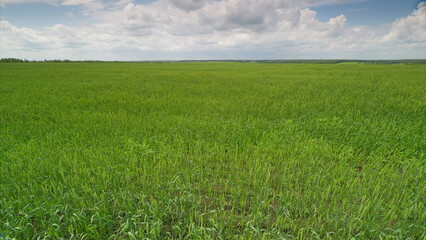 A Vast Green Agricultural Field Spreading Out Beneath the Beautiful Blue Skies Up Above