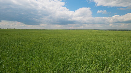 Fototapeta premium Expansive Green Fields Stretching Out Under a Bright and Clear Sky Filled with Clouds