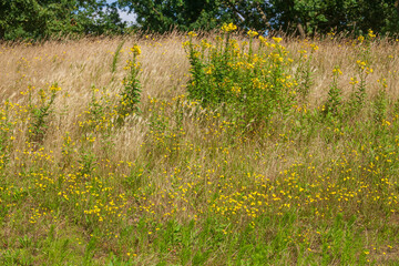 Blühende gelbe Blumen auf einer Blumenwiese, Niedersachsen, Deutschland