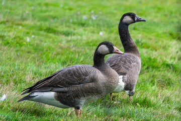 Pair of wild geese standing on lush green grass in a serene landscape during daylight
