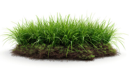 A clump of lush green grass with visible roots and soil on a white background