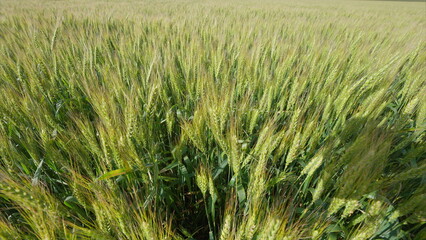 A Wide and Lush Green Wheat Field Captured Beautifully in Bright and Warm Sunlight