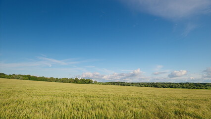 Fototapeta premium An Expansive and Sprawling Green Field Extends Out Under a Clear and Bright Blue Sky Above