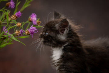 A Maine Coon kitten poses on a brown background. The kitten is looking at the flowers