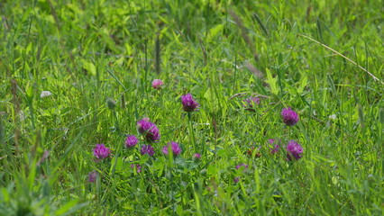 A Beautiful Display of Purple Wildflowers Surrounded by Lush Green Grass in Nature