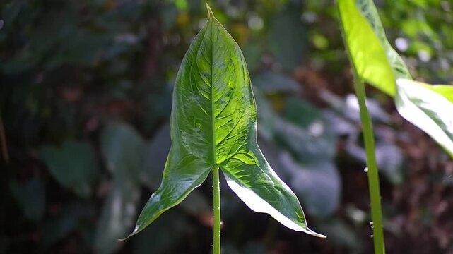 Cyrtosperma or daluga is a genus of flowering plants in the family Araceae.