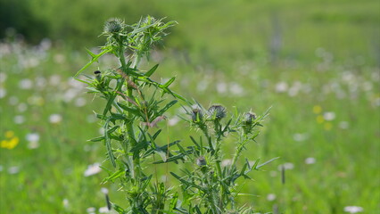 A vibrant green wildflower flourishing beautifully in a serene field during springtime