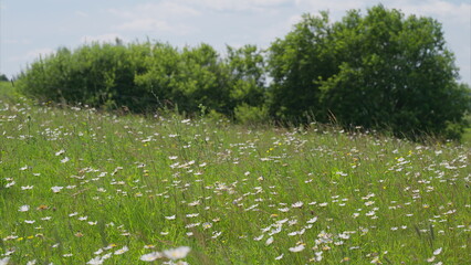 A Gorgeous Wildflower Meadow Surrounded by Lush Greenery Beneath a Clear Blue Sky