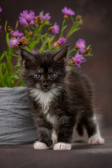 Fototapeta premium A Maine Coon kitten poses on a brown background. The kitten is looking at the flowers