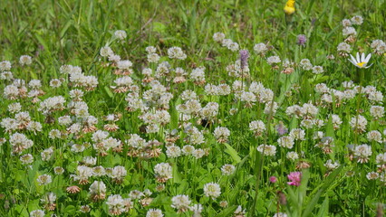 A Vibrant Wildflower Meadow in Beautiful Springtime, Showcasing Natures Splendor and Diversity