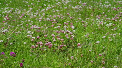 A Vibrant Wildflower Meadow in Full Bloom, Showcasing Natures Splendor and Diversity