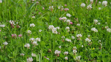 A Vibrant and Lush Field of Wildflowers in Full Radiant Bloom Under the Sunshine