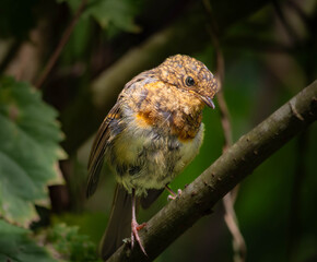 A curious looking young robin on a single branch, close up
