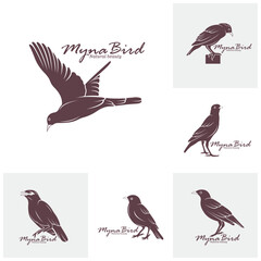 Set of Myna Bird logo design vector. Silhouette Myna Bird Template Illustration