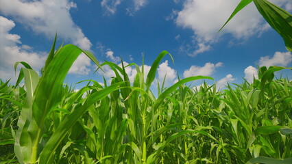 A Lush Green Cornfield Beneath a Stunningly Bright Blue Sky Filled with Fluffy Clouds