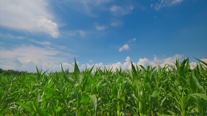 A Lush Cornfield Flourishing Skillfully Under a Beautiful Clear Blue Sky on a Sunny Day