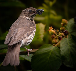 song thrush with a ripe blackberry in his beak