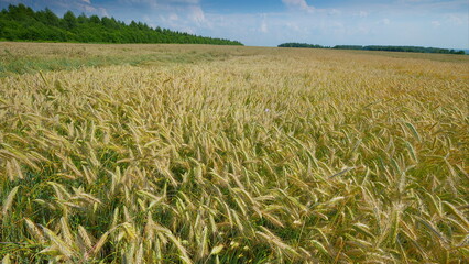 A Vast Golden Wheat Field Flourishing Under a Clear Blue Sky on a Sunny Summer Day