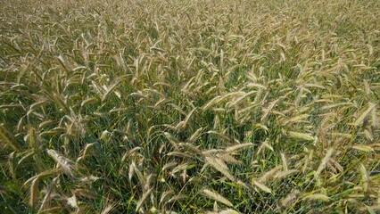 A Vibrant Green Field of Wheat Gently Waves in the Soft Breeze Under the Clear Sky