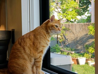 A calm orange tabby cat sits by a window, looking intently out at the garden through a screen. This peaceful portrait captures a quiet moment of pet curiosity and contemplation.