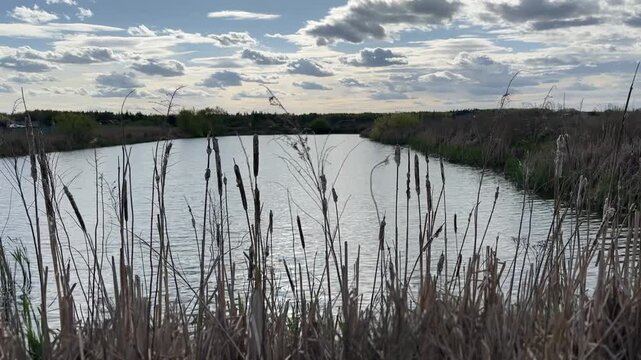 ake with tall reeds on a sunny spring day, calm water reflecting the sky, evoking serenity, natural beauty, and the peaceful harmony of untouched rural landscapes