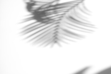 Palm leaf shadow overlay effect,tropical leaves shadows isolated on transparent png background