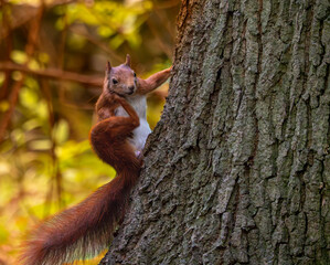 squirrel on a tree
