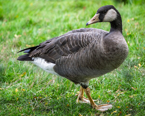 Goose standing on green grass near a water body in a park on a sunny day