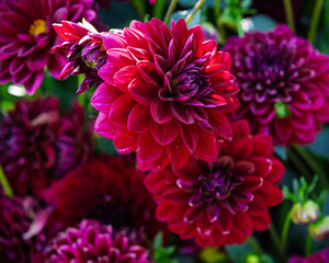 Vibrant purple and red dahlias blooming in a lush garden during late summer afternoon sunshine
