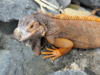 An orange iguana with prominent scales and strong claws, posing on a gray rock.