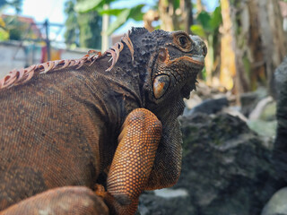 An orange iguana with prominent scales and strong claws, posing on a gray rock.
