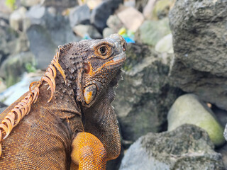 An orange iguana with prominent scales and strong claws, posing on a gray rock.