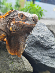 An orange iguana with prominent scales and strong claws, posing on a gray rock.