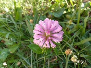 pink cosmos flower