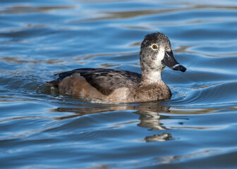 Swimming female duck gracefully gliding across a calm lake on a sunny day in a natural habitat