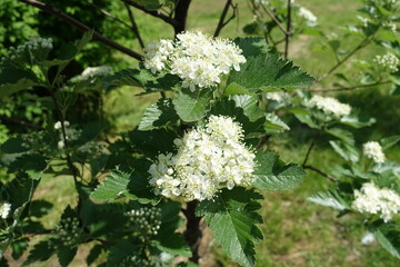 White flowers of Sorbus aria in mid May