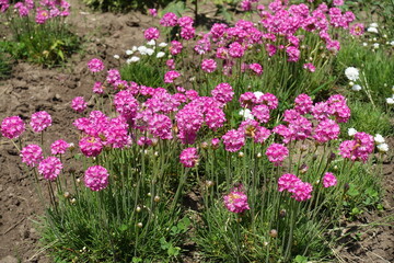 Lots of pink flowers of Armeria maritima in May