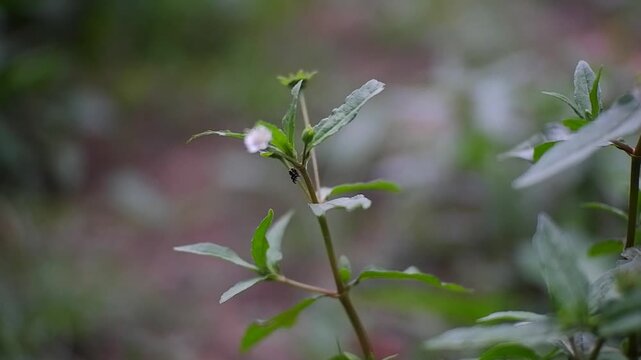 Urophora (Tephritidae) is a genus of tephritid or fruit flies.