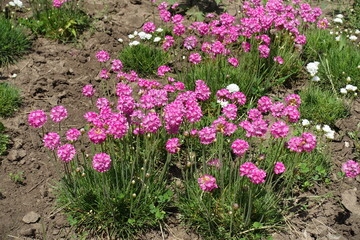 Profuse pink flowers of Armeria maritima in May