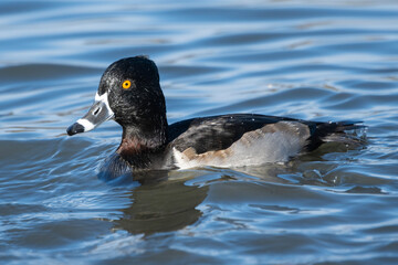 Male ring-necked duck swimming in calm water during a sunny day in autumn