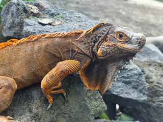 An orange iguana with prominent scales and strong claws, posing on a gray rock.