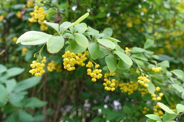 Thin branch of Berberis vulgaris with yellow flowers in May