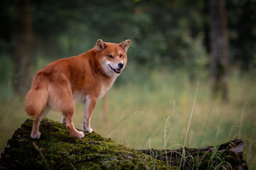 A beautiful red dog in the forest. Shiba Inu surveys the forest from a height
