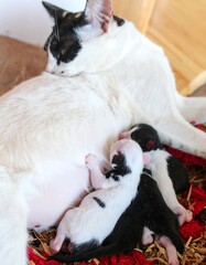 Fototapeta premium Mother cat nursing kittens (2)