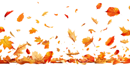 Autumn leaves falling from top to bottom on transparent background. Autumn background for your design